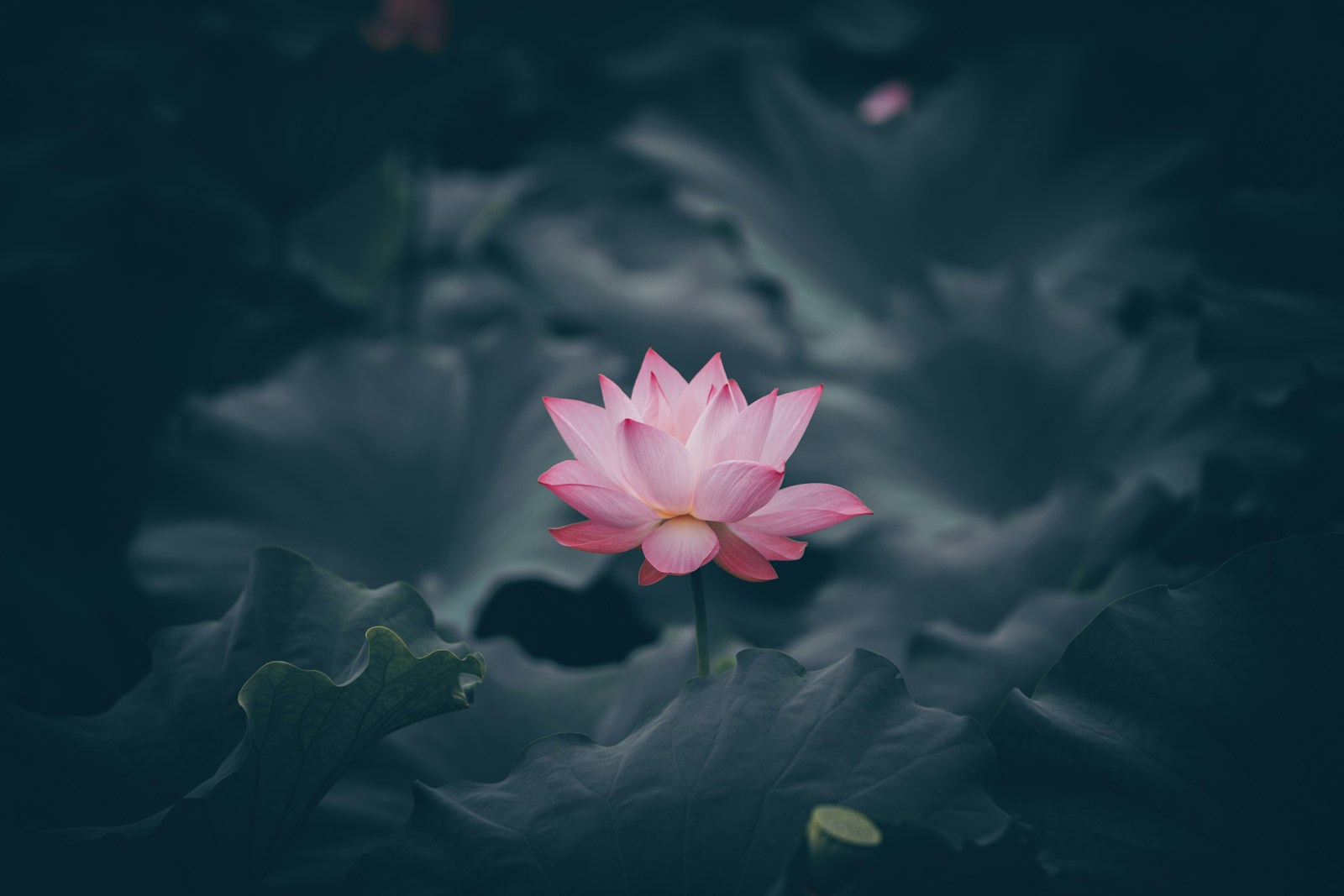 Photo by Rui Xu pink lotus flower in bloom